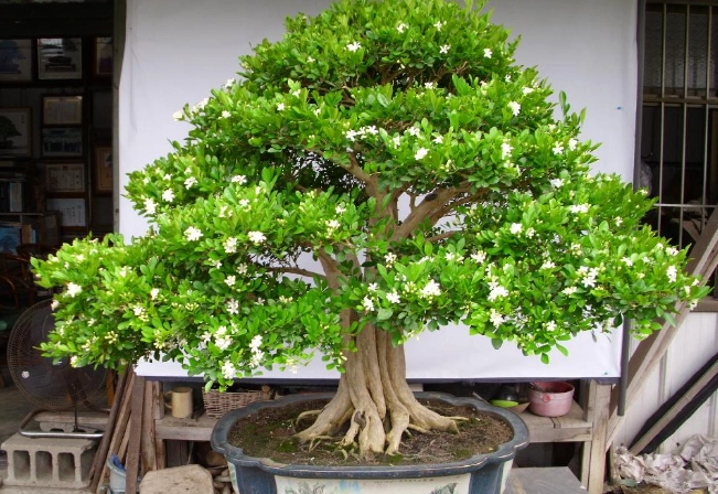 七里香扦插技巧