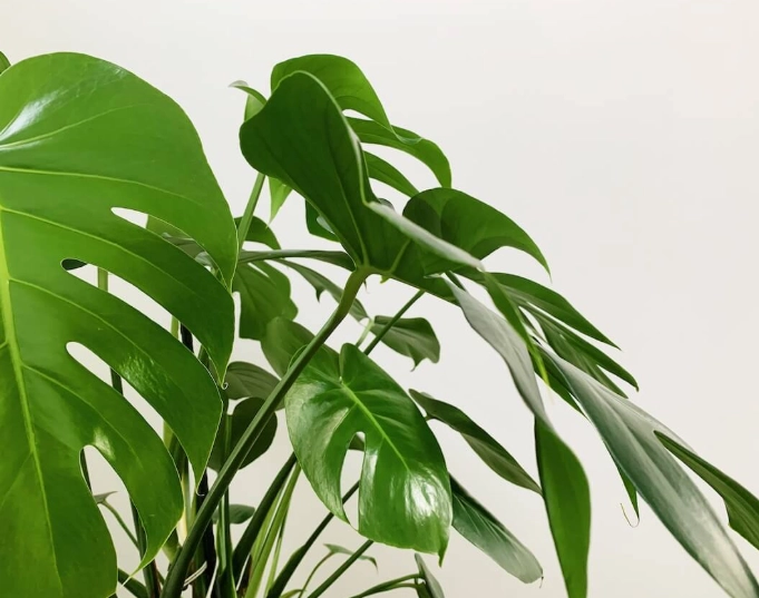 水培龜背芋根部腐爛 水培龜背芋根部腐爛