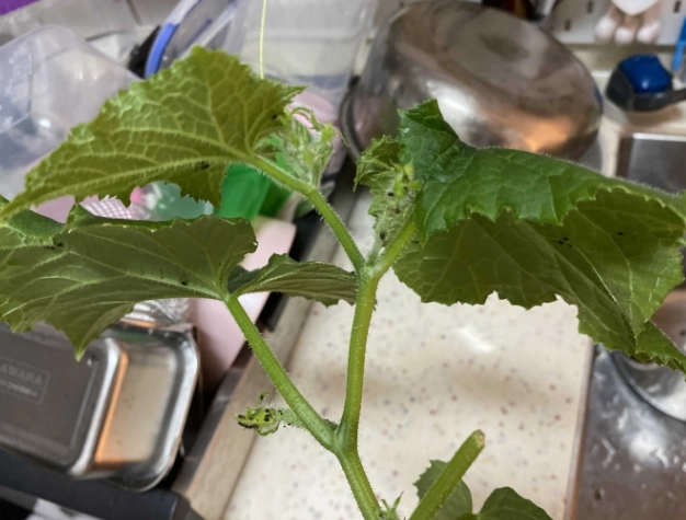 黃瓜打頂好處 黃瓜打頂好處