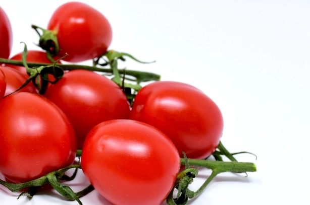 番茄病虫害防治 番茄病虫害防治