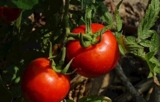 家庭種番茄