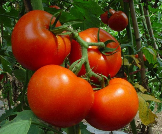 番茄栽培技巧 番茄栽培技巧