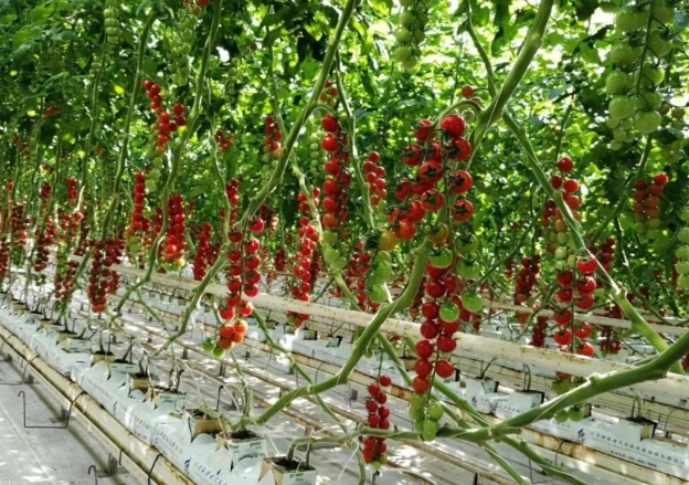 小果番茄種植技巧