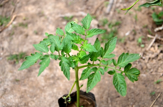 番茄幼苗種植 番茄幼苗種植