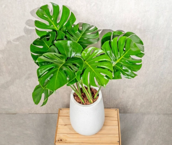 水耕龜背芋步驟