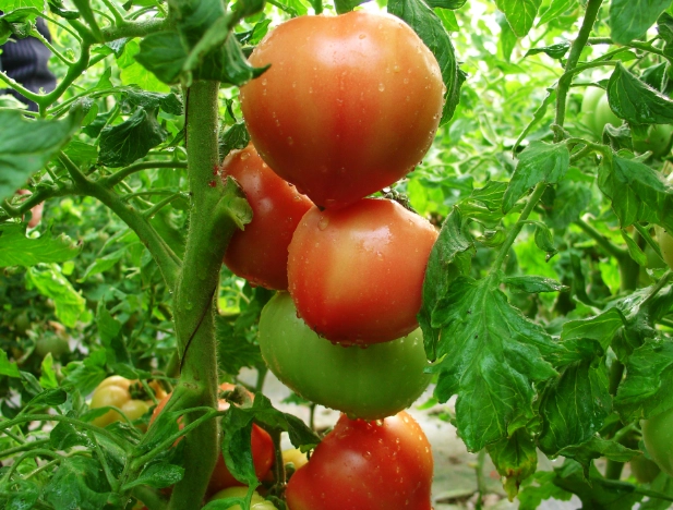 番茄結果期管理