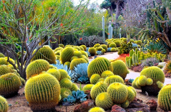 仙人掌養護技巧 仙人掌養護技巧