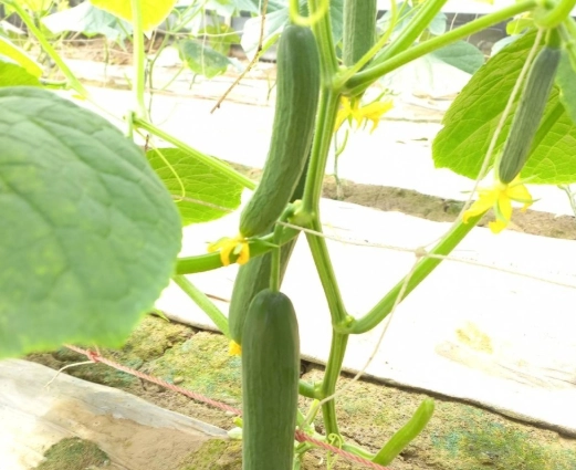 小黃瓜盆栽技巧 小黃瓜盆栽技巧