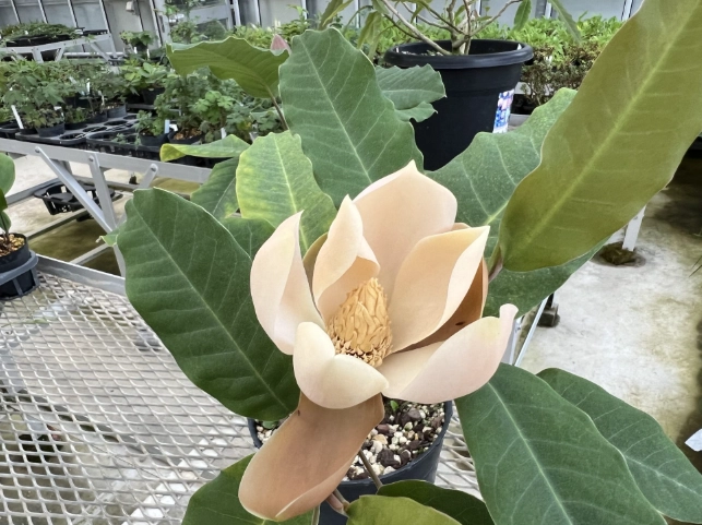 玉蘭花繁殖技巧 玉蘭花繁殖技巧