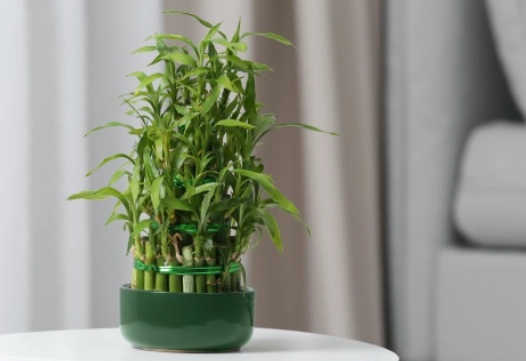 富貴竹葉子照顧 富貴竹葉子照顧