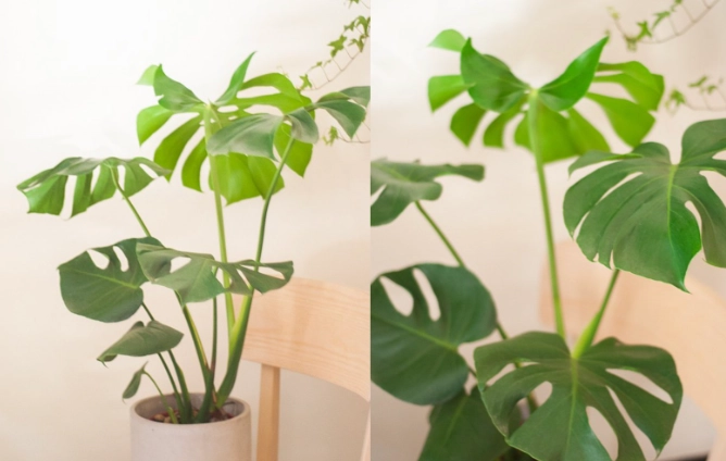 龜背芋水耕技巧