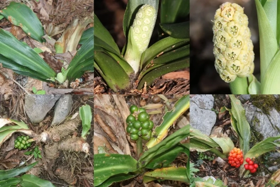 萬年青照顧方法 萬年青照顧方法