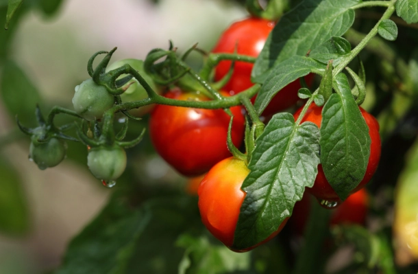 小番茄卡路里 小番茄卡路里