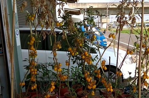 盆栽番茄照顧技巧