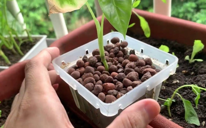 植物爛根處理 植物爛根處理