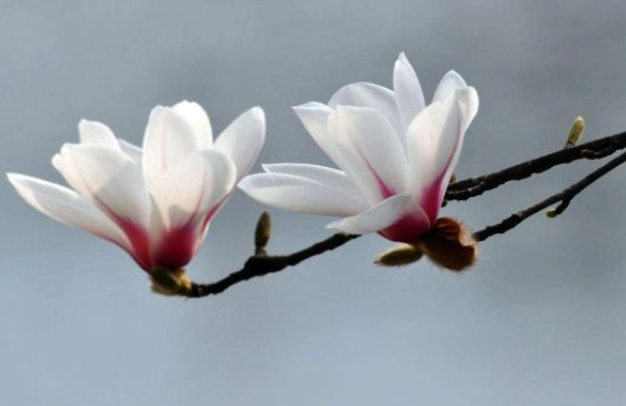 玉蘭花品種 玉蘭花品種