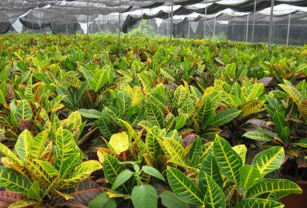 變葉木種植 變葉木種植