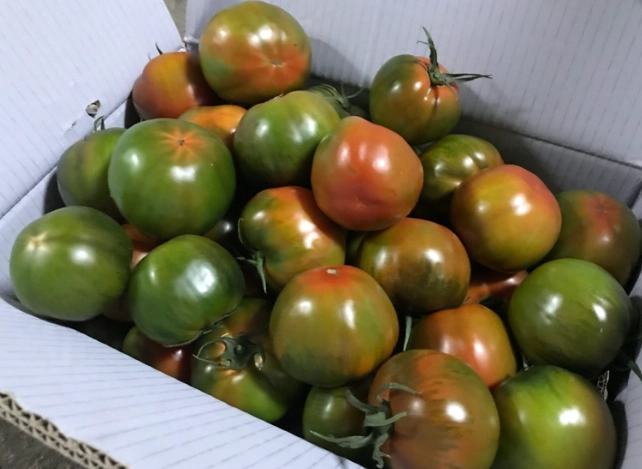 黑柿番茄種植技巧