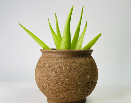 透氣盆栽推薦 透氣盆栽推薦