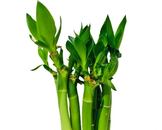 富貴竹修剪方法 富貴竹修剪方法