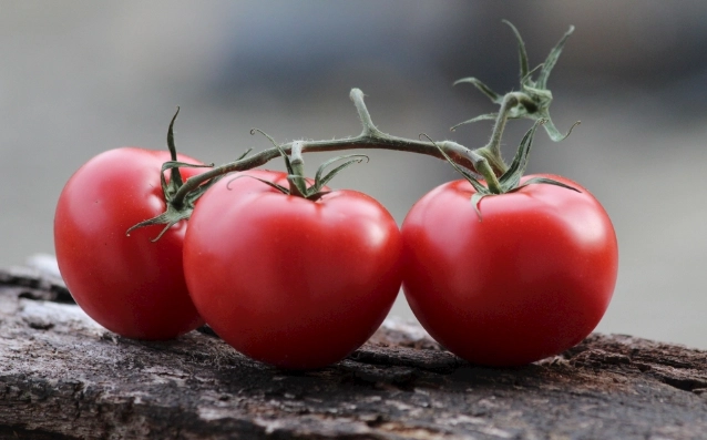 番茄种植技术 番茄种植技术