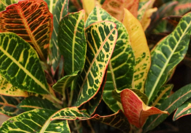 變葉木種植 變葉木種植