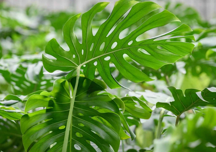龜背芋爛根處理 龜背芋爛根處理