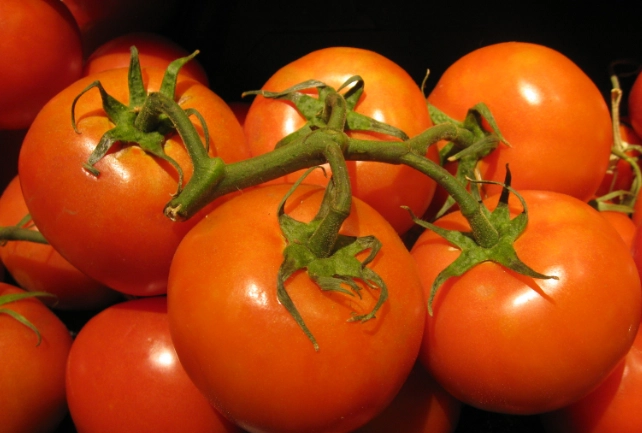 蕃茄培苗方法 蕃茄培苗方法