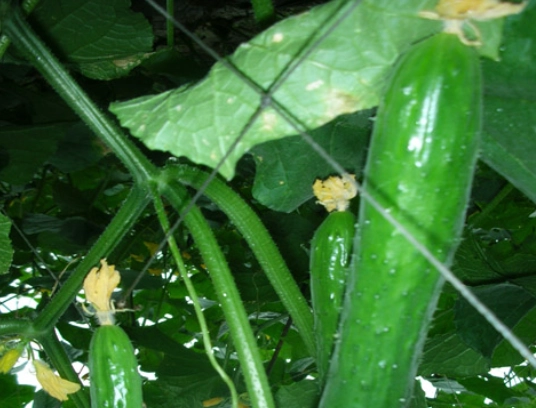 黄瓜黄叶原因 黄瓜黄叶原因