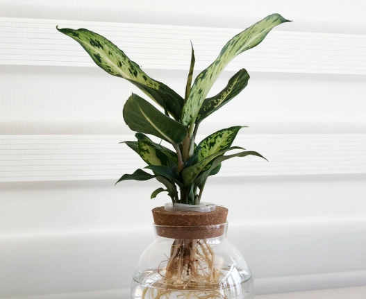 黃萬年青叶子发黄