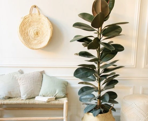 懶人室內植物 懶人室內植物