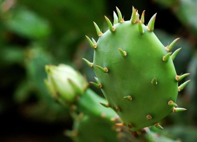 仙人掌養護技巧 仙人掌養護技巧