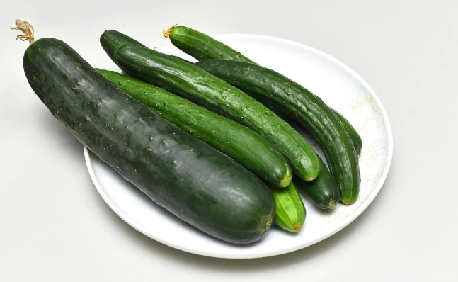 小黃瓜種子發芽 小黃瓜種子發芽