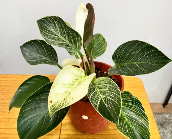 蔓綠絨植物照顧 蔓綠絨植物照顧