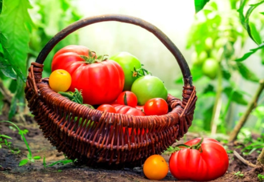 西紅柿種植技巧 西紅柿種植技巧