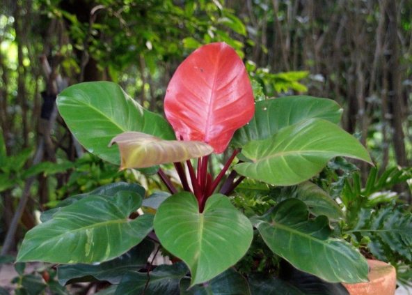 帝王蔓綠絨照顧 帝王蔓綠絨照顧