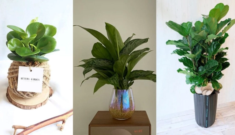 懶人室內植物 懶人室內植物