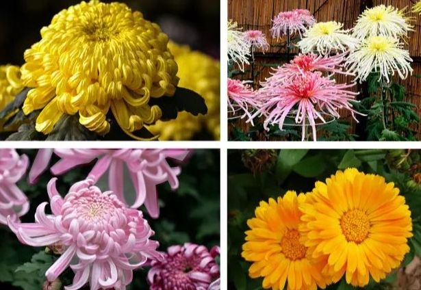 多年生菊花養護 多年生菊花養護