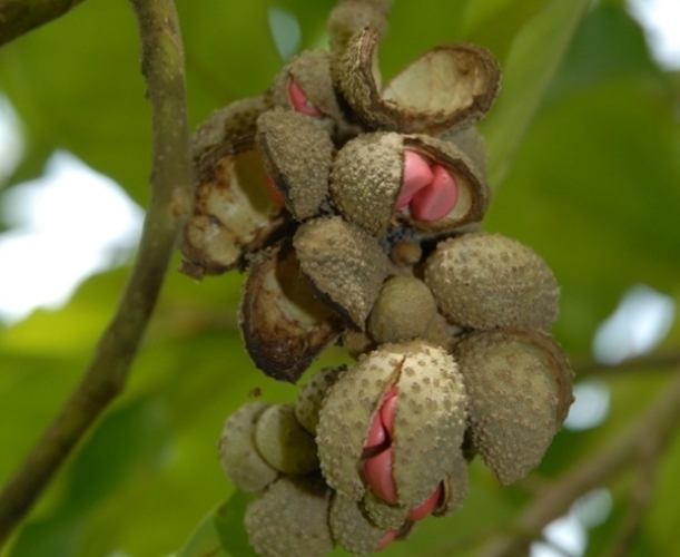 玉蘭花種子購買