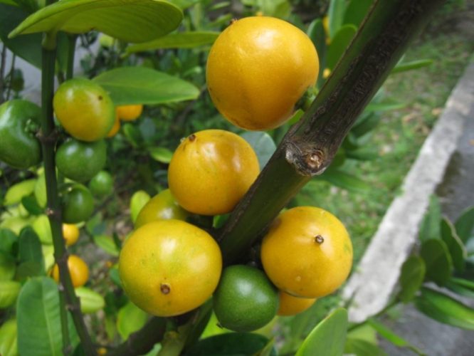 福木果實營養價值 福木果實營養價值