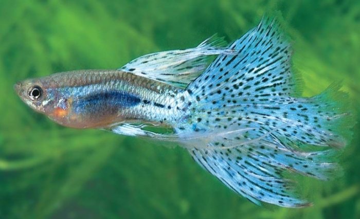 孔雀魚混養注意事項