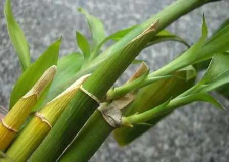 富貴竹黃葉處理 富貴竹黃葉處理