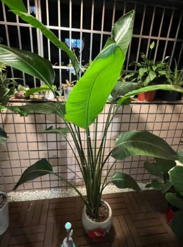 天堂鳥葉子變黑原因 天堂鳥葉子變黑原因