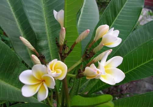 鸡蛋花养护技巧