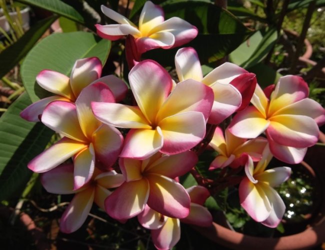 雞蛋花栽培技巧