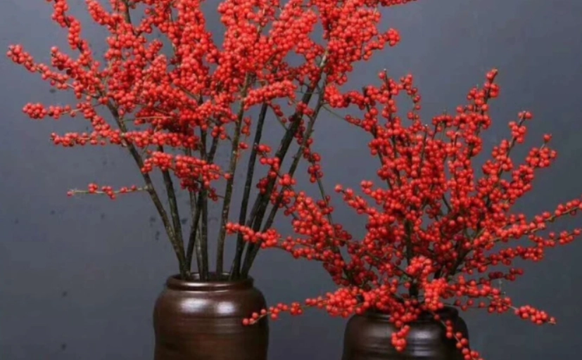 銀柳栽培技巧 銀柳栽培技巧