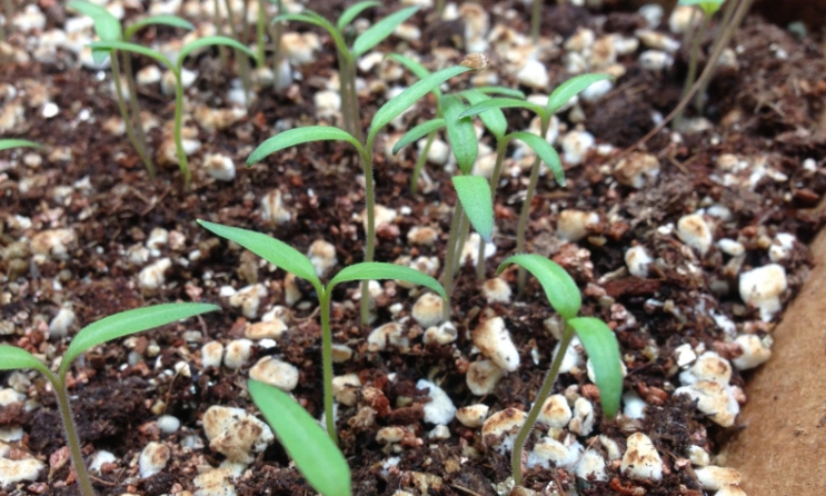 自家種番茄 自家種番茄