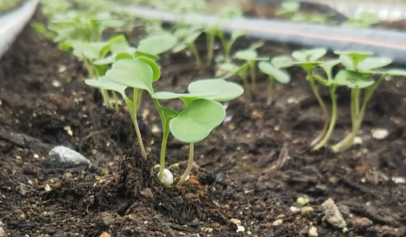 培養土使用技巧