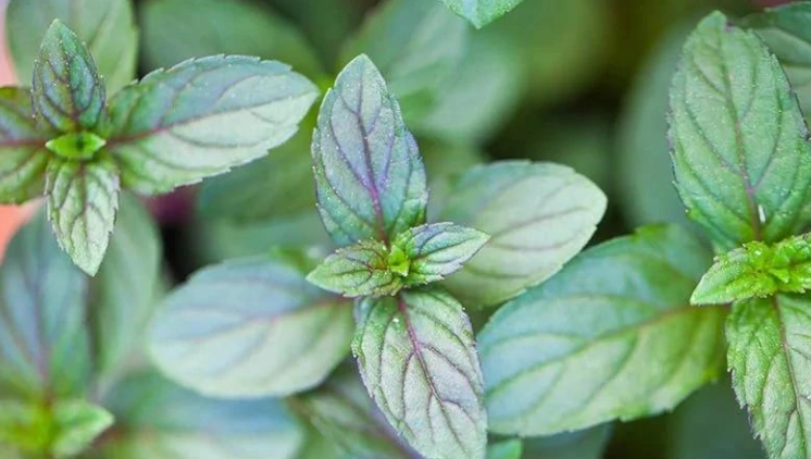 薄荷種植技巧 薄荷種植技巧