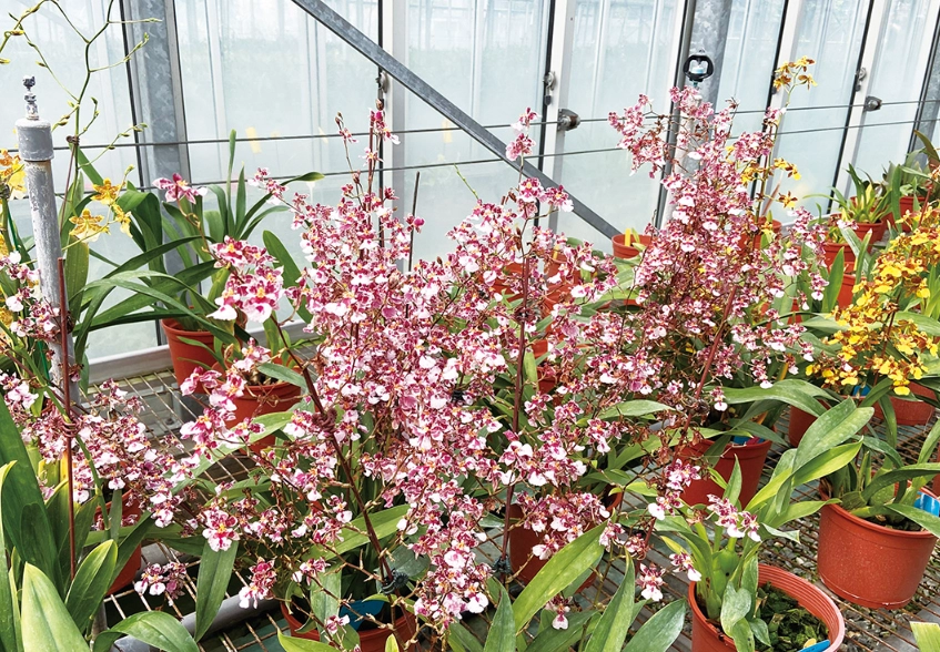 文心蘭花期管理